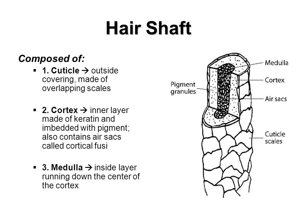 Hair+Shaft+Composed+of_